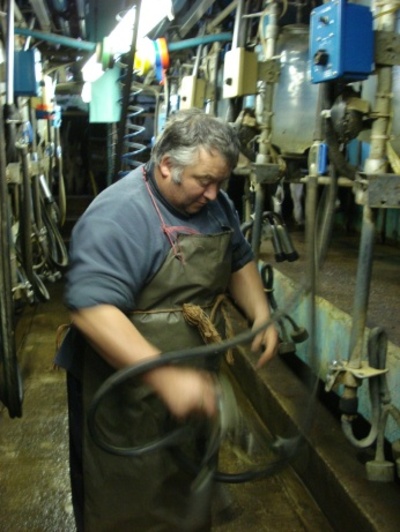 Dairy Farming in Dorset