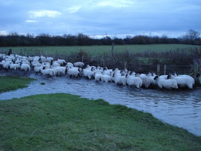 A Day on a Mixed Farm