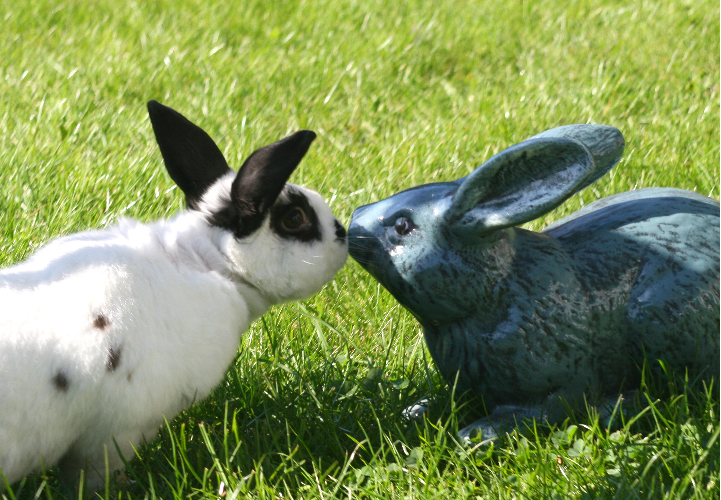 Rabbits kissing