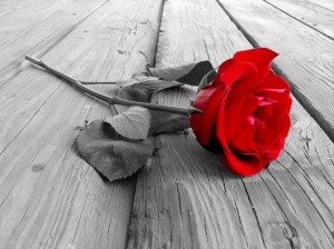 A red rose on wooden floorboards