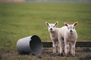 Early Spring Date Ideas