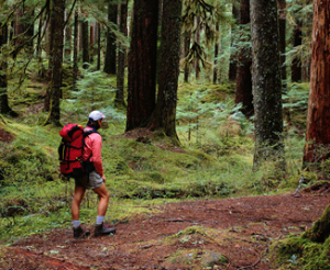 Man in ted raincoat, hiking bag and grey shorts and brown boots walking through trees.