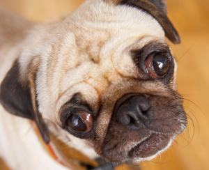 Close up of a pug dog