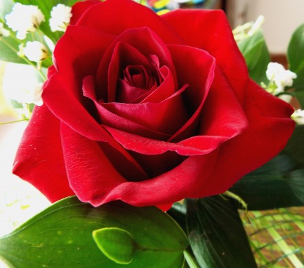 single red rose 