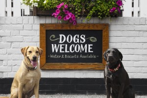 What you need to know about Dating a Dog Lover