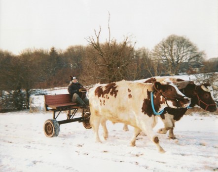 Lydya being pulled along by two oxen