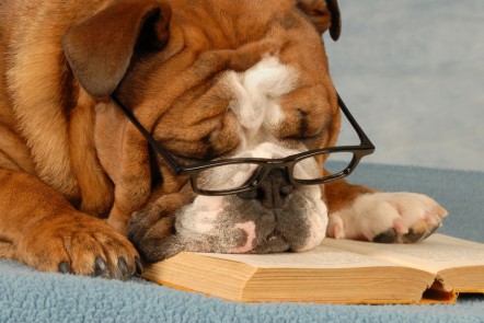 english bulldog wearing eyeglasses sleeping over a good novel