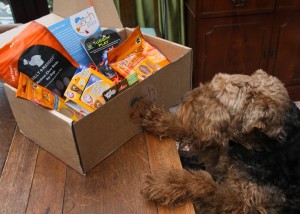 Photo of a pooch pack dog box with a Welsh Terrier